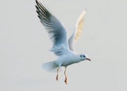 海鸥图片唯美,绘就唯美天空画卷