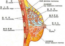 下垂乳房的图片,下垂乳房的改善与重塑之道