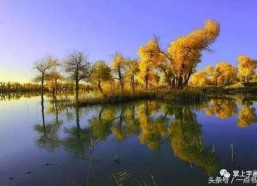 复旦胡杨个人资料,学术与人生的璀璨篇章