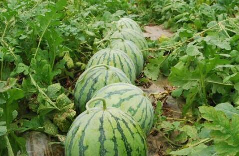 娱乐圈瓜的吃瓜心得,揭秘幕后真相与趣味八卦